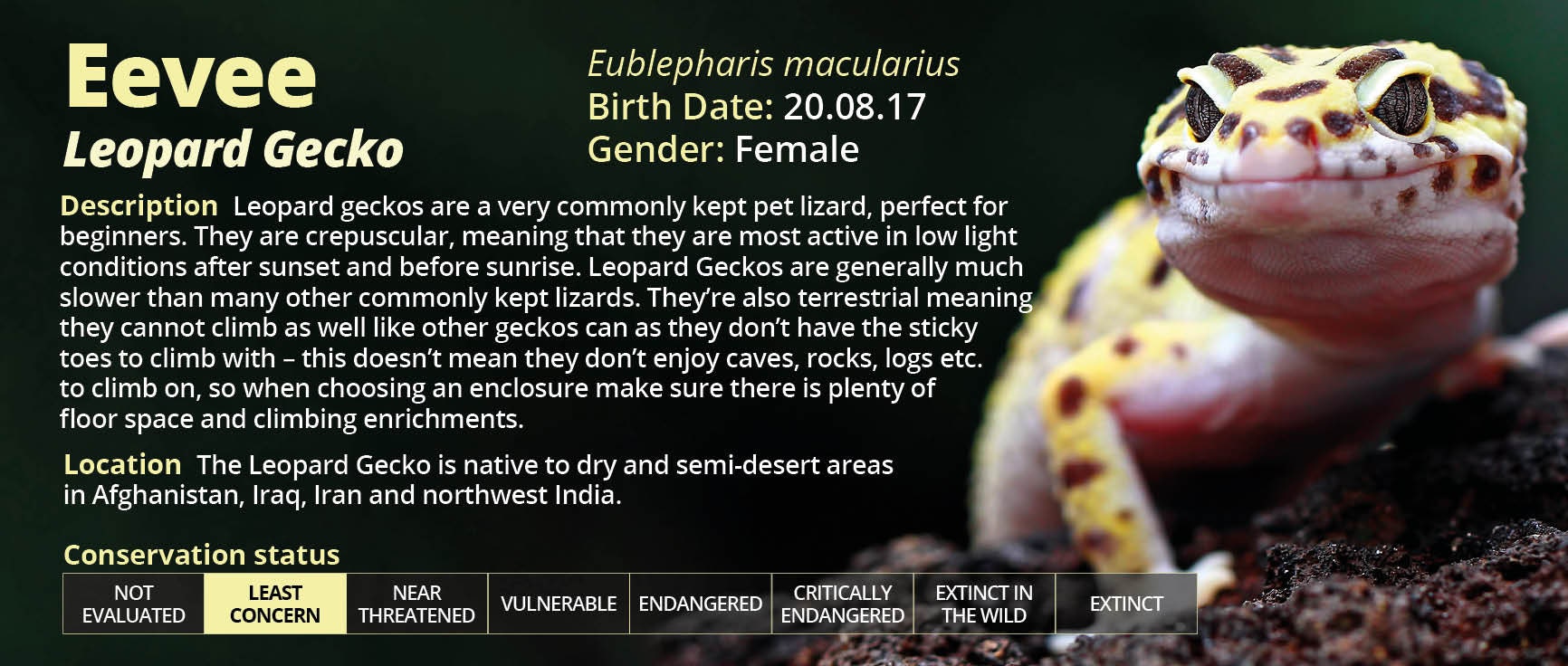 Personalised Corn Snake Information Sticker Decoration for Etsy UK