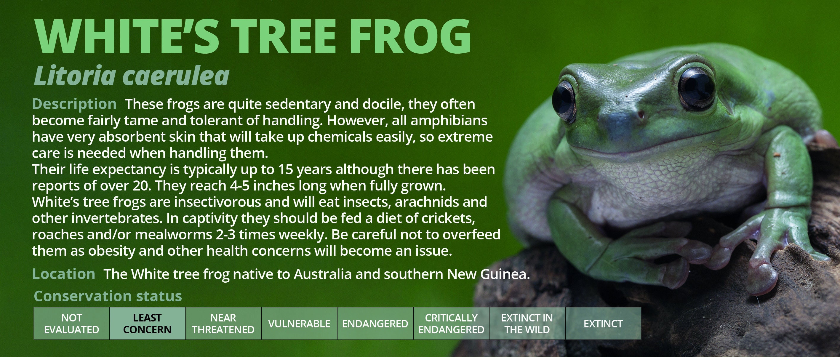 Personalised White's Tree Frog Information Sticker Etsy