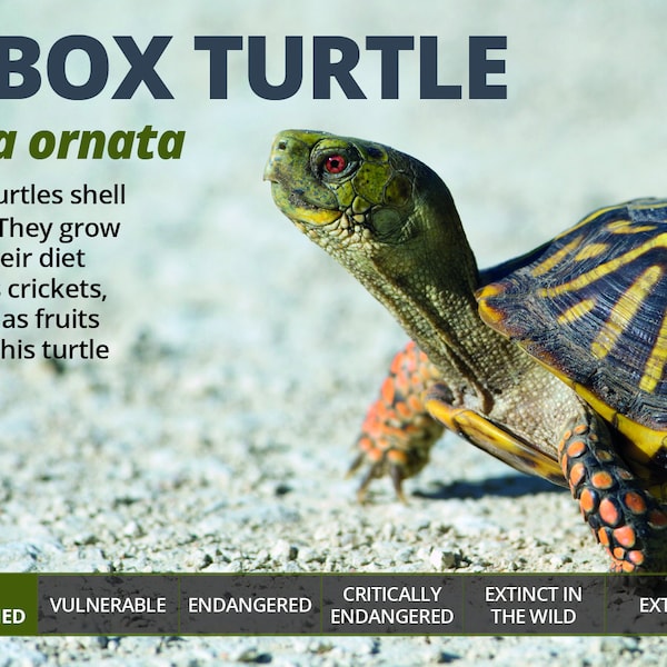 Autocollant personnalisé d’information sur les tortues de boîte ornées - Décoration pour Vivarium / Terrarium - Cadeau parfait pour reptiles - Vinyle brillant