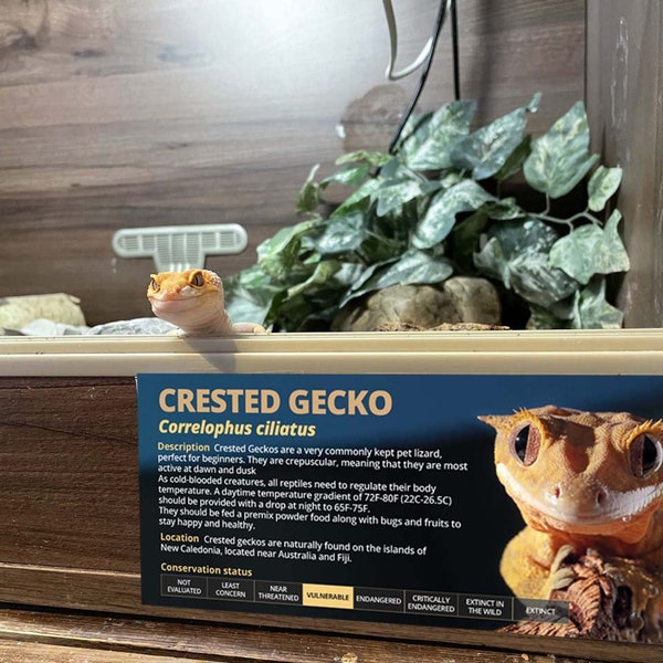 Autocollant d'information étanche Gecko à crête personnalisé - Décoration pour Vivarium / Terrarium - Cadeau Reptile parfait - Vinyle brillant