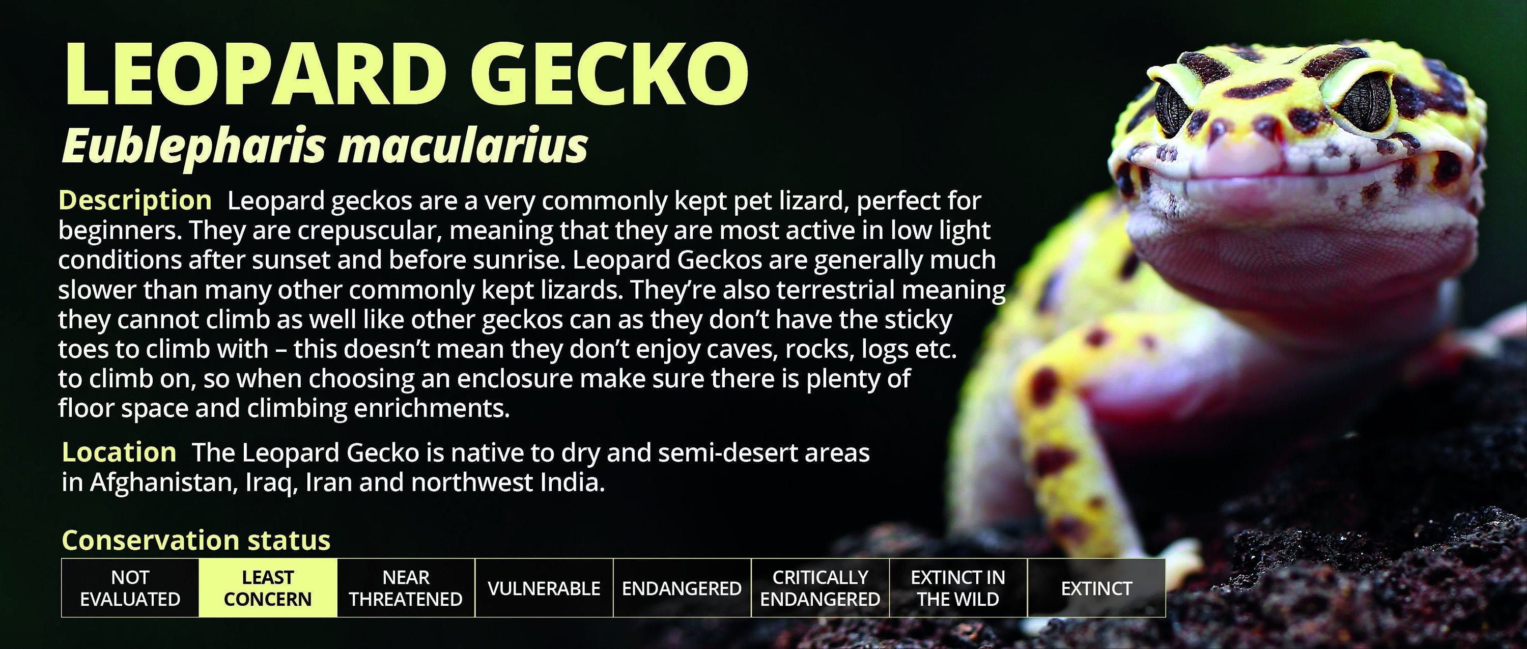 Personalised Leopard Gecko Information Sticker Decoration - Etsy UK