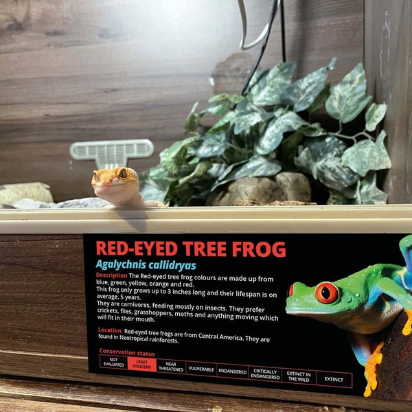 Personalised Red-Eyed Tree Frog Information Sticker - Decoration for Vivarium / Terrarium - Perfect Reptile Gift - Glossy Vinyl