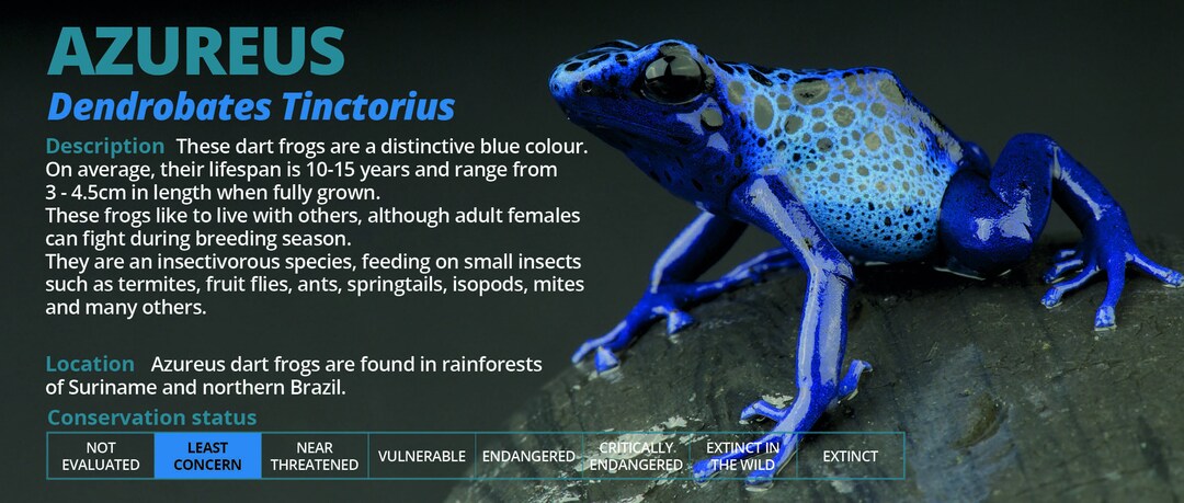Dart Frog Enclosure Labels Azureus Dart Frog Information Sticker Photo Inspiration