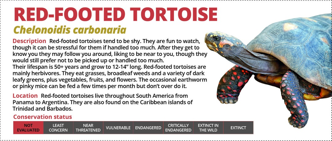 Reptile Enclosure Labels Red-footed Tortoise Information Sticker ...