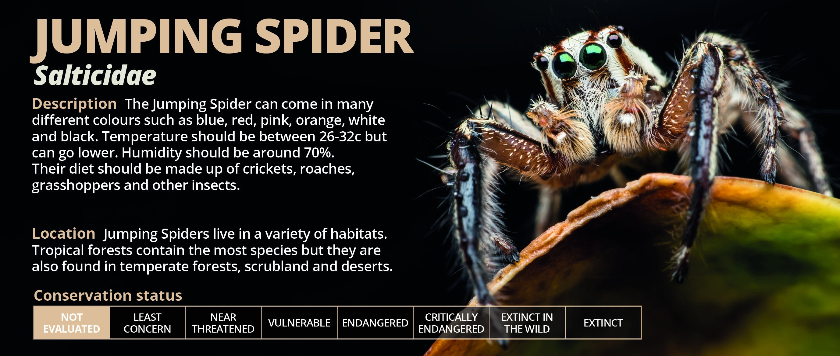 Personalised Jumping Spider Information Sticker - Decoration for Vivarium / Terrarium - Perfect Reptile Gift - Glossy Vinyl