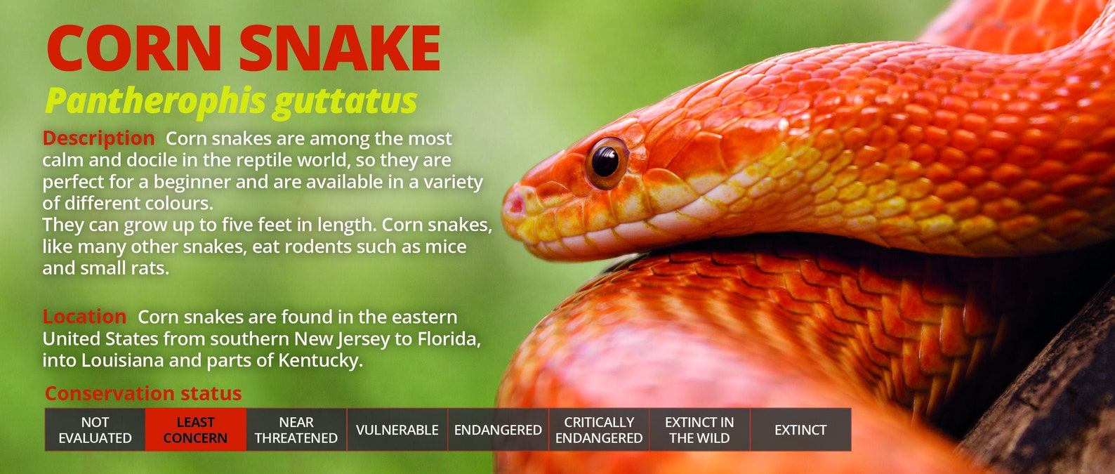 Personalised Corn Snake Information Sticker Decoration for Etsy