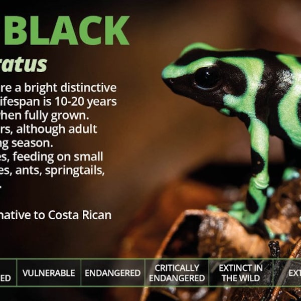 Personalised Green & Black Dart Frog Information Sticker - Decoration for Vivarium / Terrarium - Perfect Reptile Gift - Glossy Vinyl