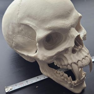 Peut inclure: Un crâne blanc cassé détaillé avec des crocs prononcés et une mâchoire inférieure. Le crâne est incliné, mettant en valeur ses caractéristiques. Un mètre ruban est placé près de la mâchoire, indiquant une longueur d'environ 23 cm.