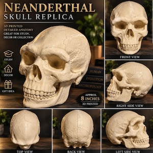 May include: A 3D printed Neanderthal skull replica in an off-white color, shown from multiple angles including front, side, top, and back views. The text on the image reads NEANDERTHAL SKULL REPLICA, 3D PRINTED DETAILED ANATOMY, and APPROX. 8 INCHES.
