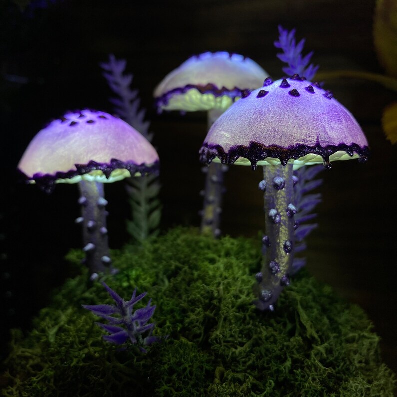 May include: Three purple and white mushrooms with a dark purple rim are arranged on a bed of green moss. The mushrooms have a textured, bumpy surface and are illuminated from above.
