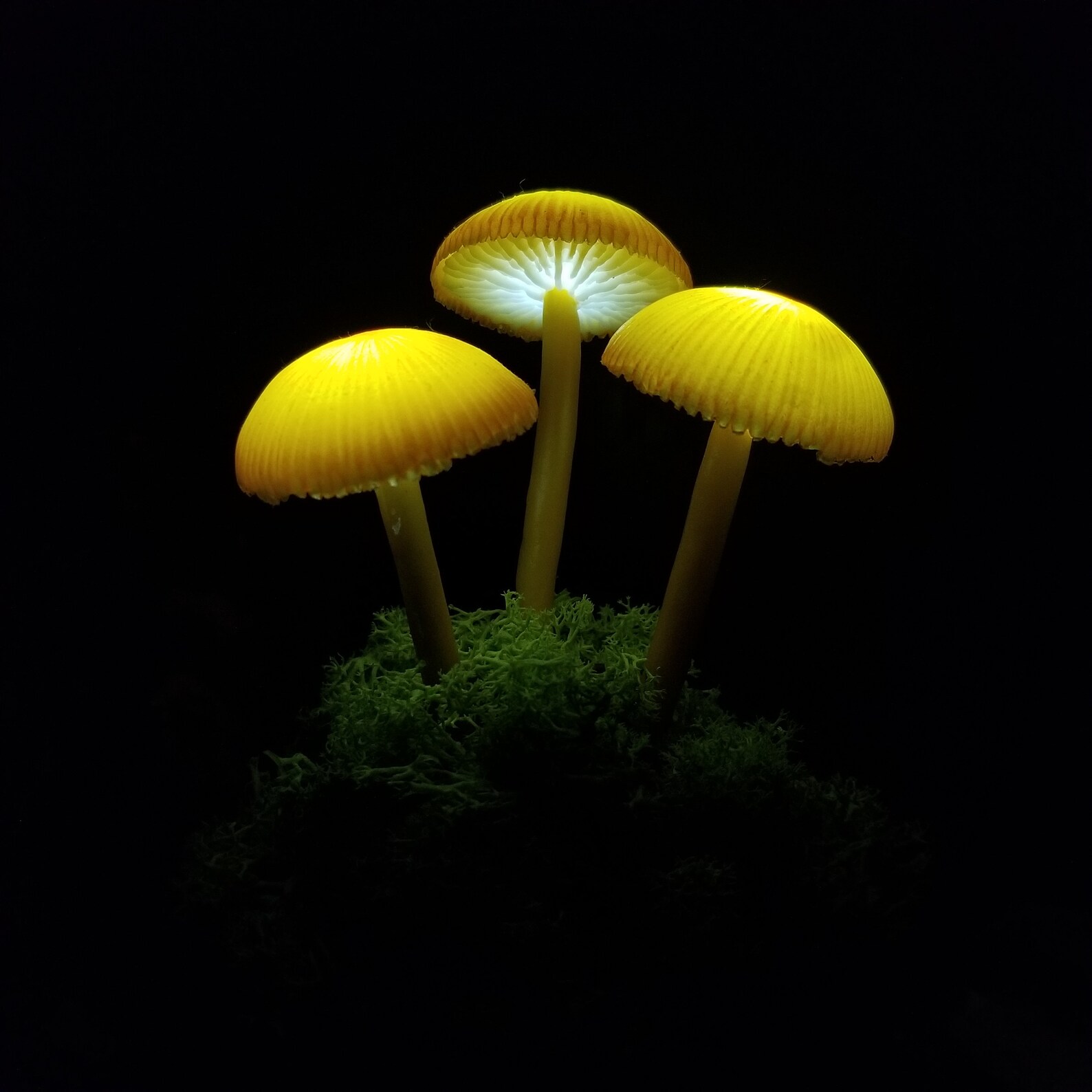 Glowing mushroom Glowing mushroom