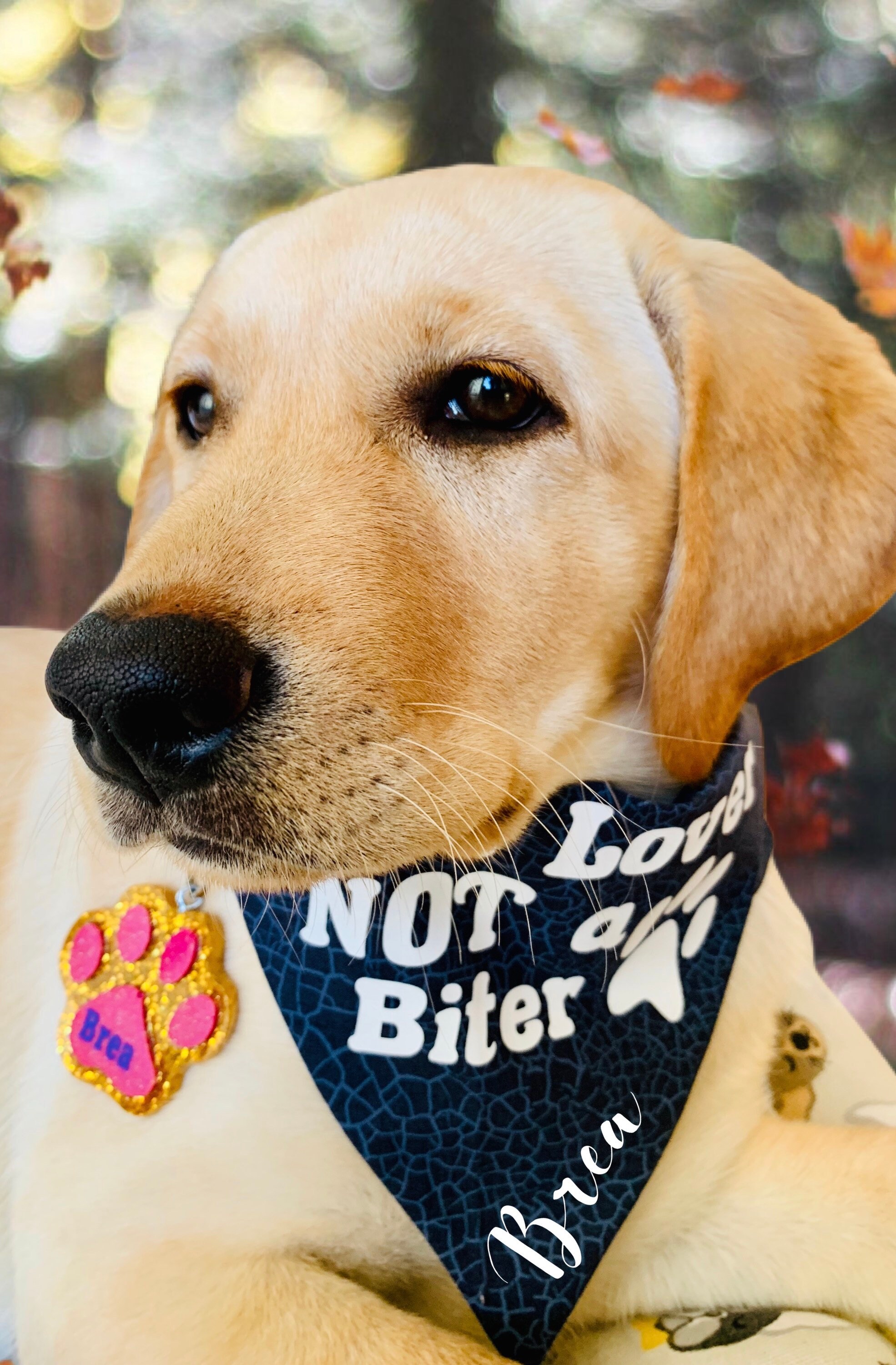 Personalisierte Liebhaber Biter über das Halsband Flagge Hund Etsy