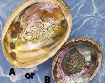 Large Red Abalone OR Medium Abalone Shell for Trinkets or Sage Smudging or Soap Dish or Collection