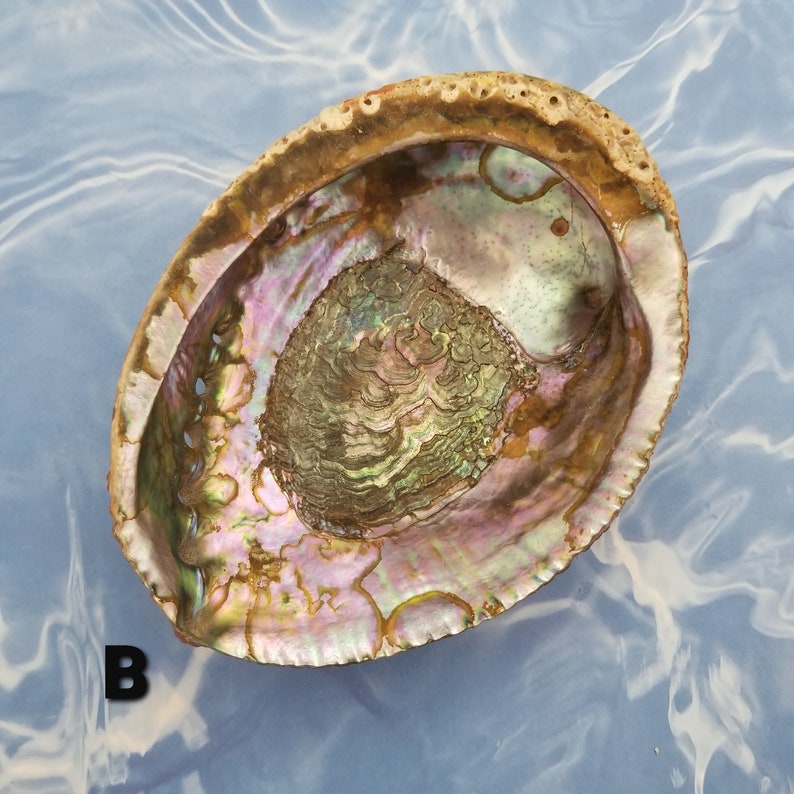 Large Red Abalone OR Medium Abalone Shell for Trinkets or Sage Smudging ...