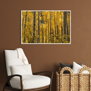 Colorado Herbstfarbe Espe Herbst Foto Espe Colorado Wandbild Bild 5