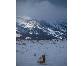 Elk in Grand Teton National Park