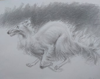 Silken Windhound. Running dog. Pencil sketch.