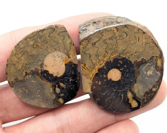 23g Polished Ammonite Fossil Pair - Sahara Desert, Morocco