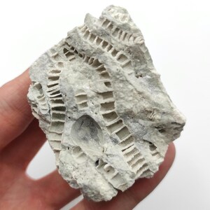 現在、この商品の在庫はありません - Etsy