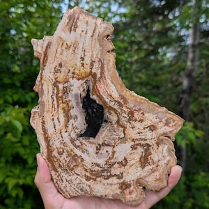 May include: A slab of petrified wood featuring concentric rings and organic patterns in shades of beige, tan, and dark brown. The center of the specimen contains a deep, irregular cavity filled with dark, crystalline, black mineral deposits.