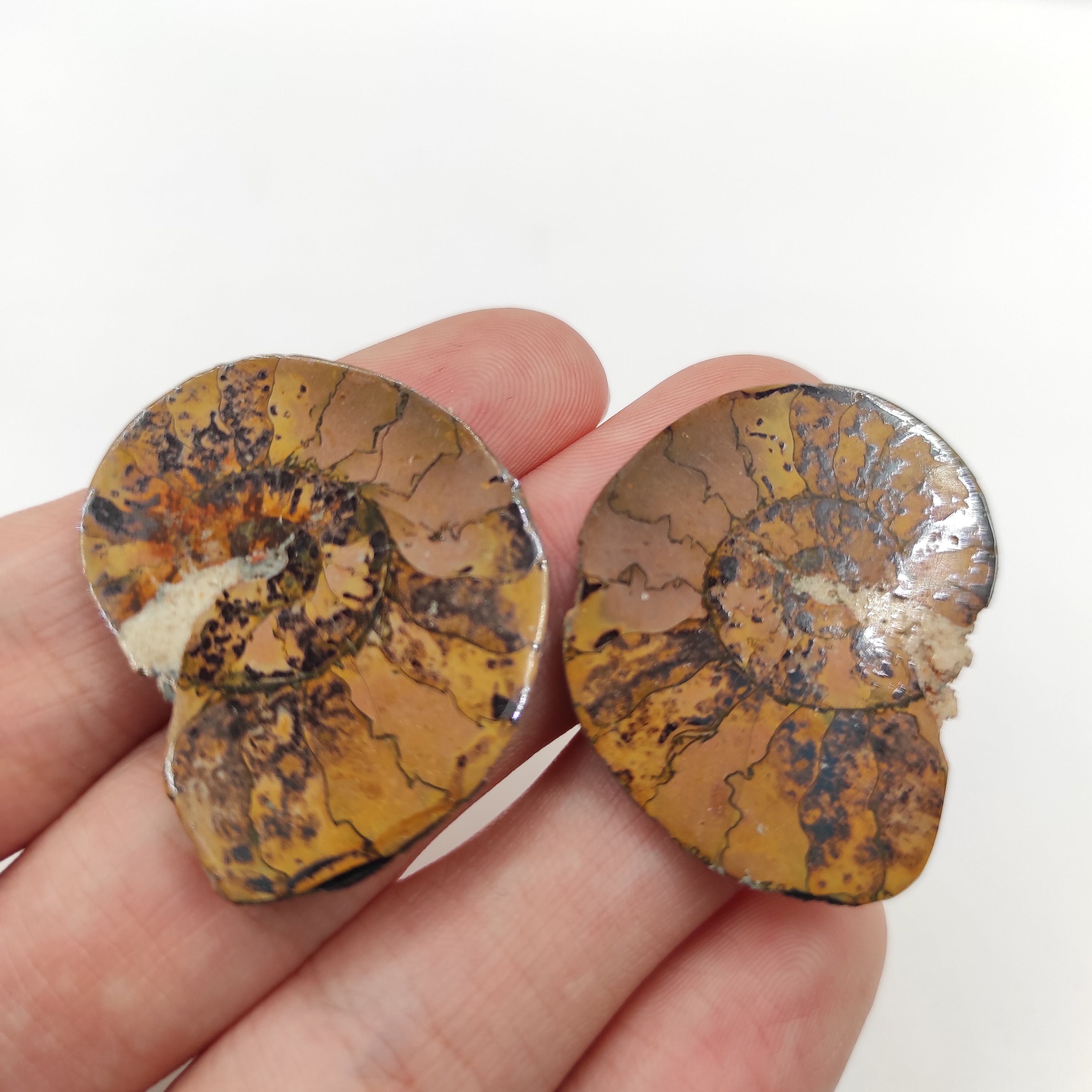Goniatites - Etsy 日本