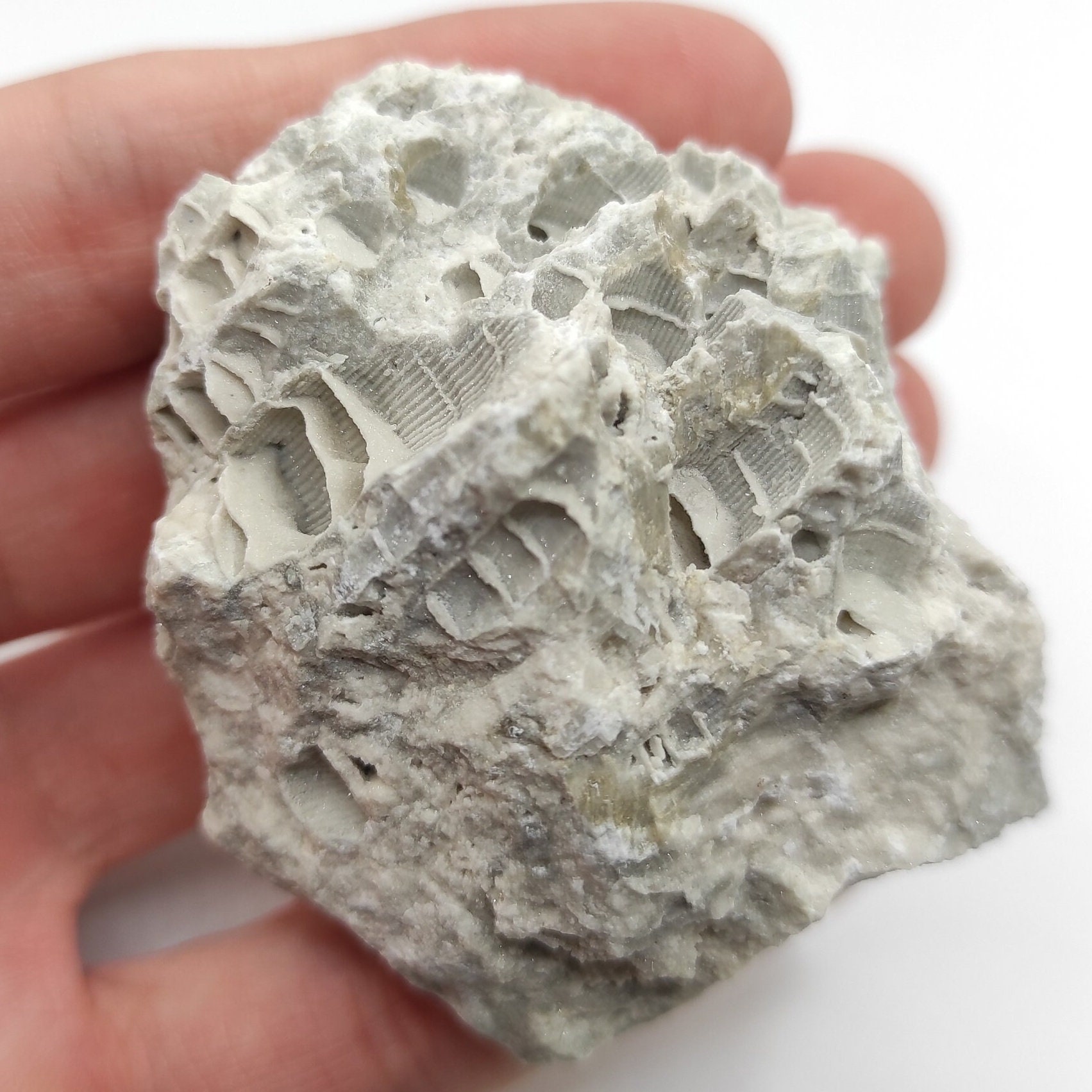 Coral druzy fosilizado de 117 g - Clay Center, Ohio - Coral fósil recuperado de Estados Unidos - Ejemplar fósil natural - Recubierto de druzy natural