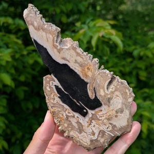 Petrified Wood Slab - Banten, West Java, Indonesia - Black and Tan Fossil Wood Specimen