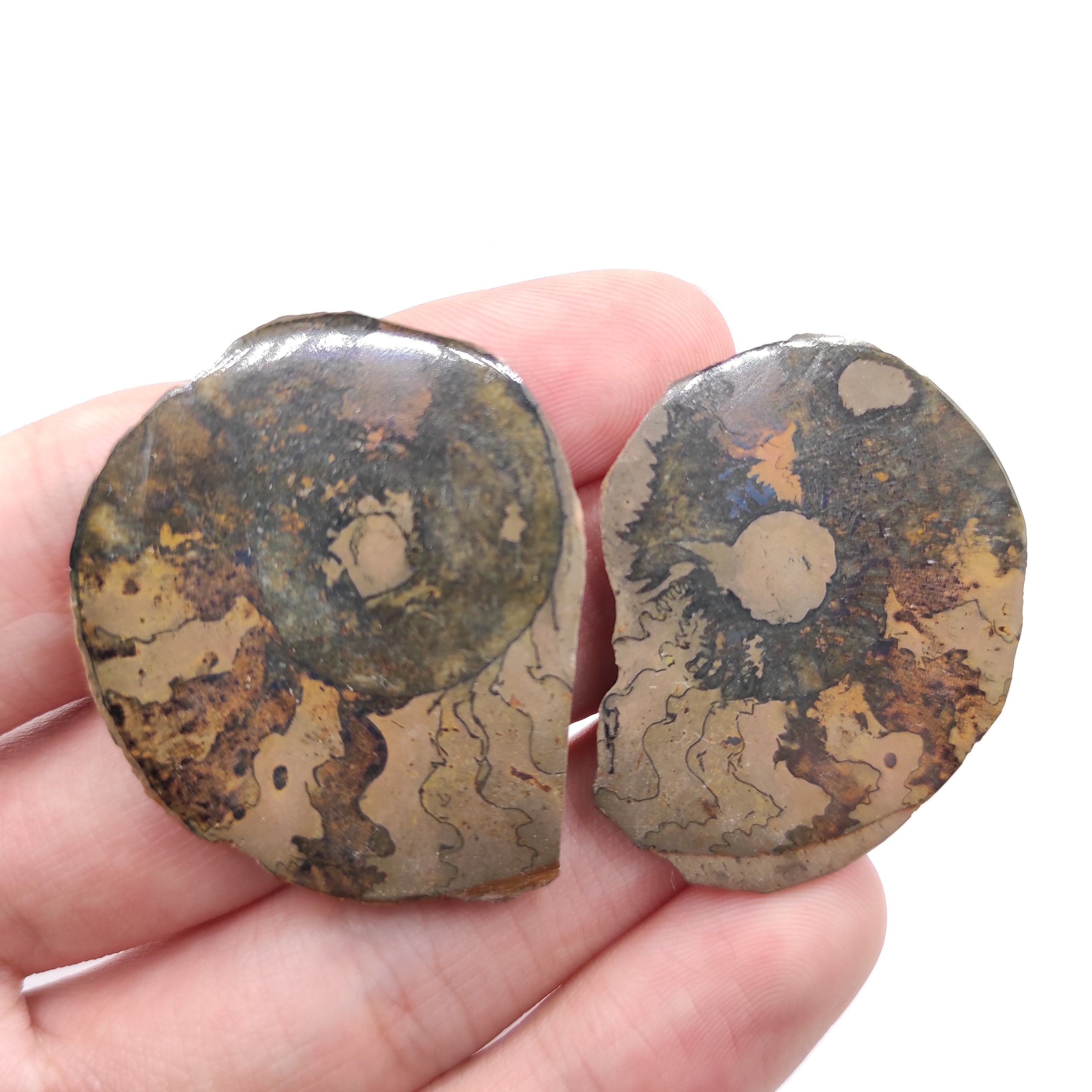 14g アンモナイト化石ペア - Etsy 日本