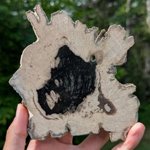 Petrified Wood Slab - Banten, West Java, Indonesia - Grey and Black Tree Ring Fossil Specimen