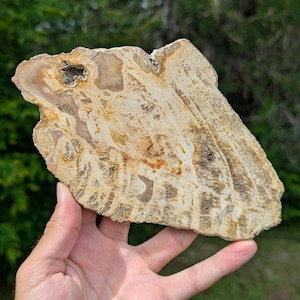 Polished Petrified Wood Slab - Banten, West Java, Indonesia - Cream and Brown Fossil Wood Specimen