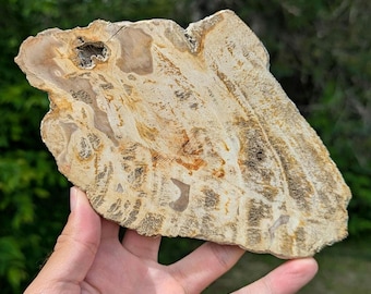 磨かれたヤシの木の化石化した木のスライス - インドネシア産中新世の