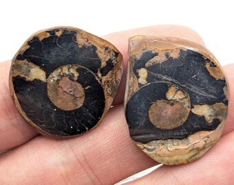 11g Polished Ammonite Fossil Pair - Sahara Desert, Morocco