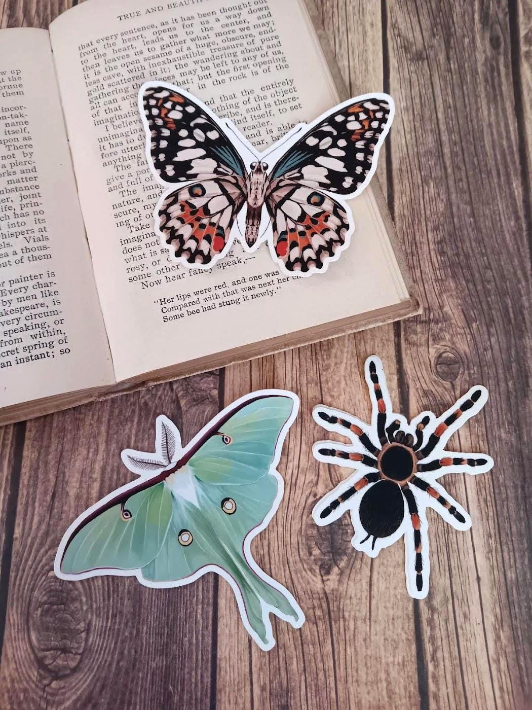 Red Knee Tarantula Spider Sticker - Etsy