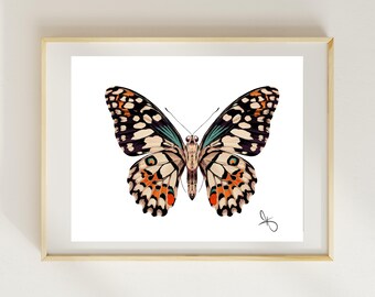 Puede incluir: Una impresión enmarcada con una ilustración detallada de una mariposa. La mariposa tiene marcas negras, blancas, naranjas y turquesas en sus alas. La obra de arte está sobre un fondo blanco y enmarcada en un marco de madera clara.