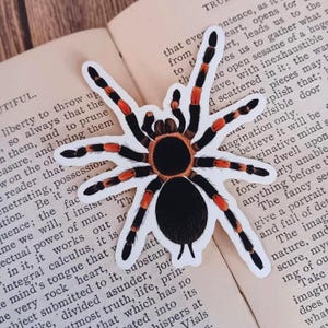 Red Knee Tarantula Spider Sticker – Perfect for Spider Lovers & Insect Enthusiasts
