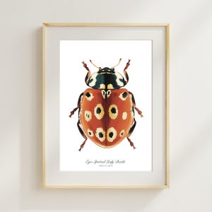 Elegant Eyed Ladybug Print -  Nature Art, Wall Decor, Entomology Gift