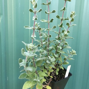 Zaatar Oregano