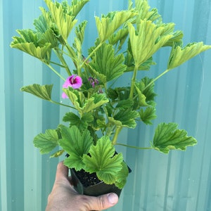 Scented Geranium 'Orange Fizz'