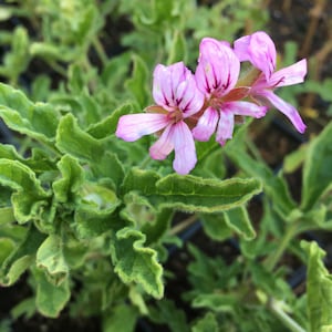 Scented Geranium &#39;Rober&#39;s Lemon Rose&#39;