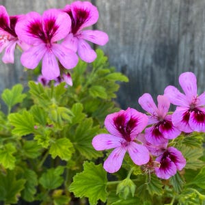 Scented Geranium &#39;Orange Fizz&#39; - XL plants!