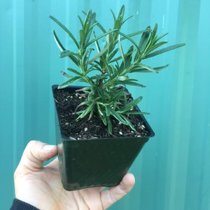 Rosemary 'Tuscan Blue'