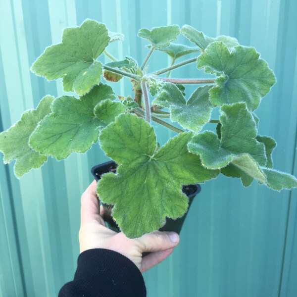 Scented Geranium 'Peppermint'