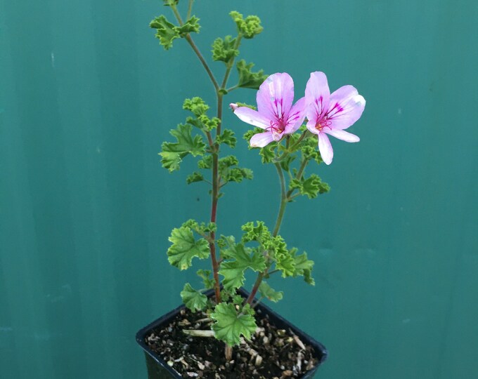 Scented Geranium 'prince Rupert' Pelargonium Crispum Etsy