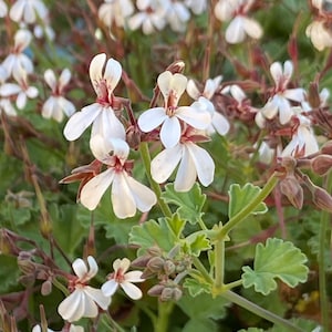 Scented Geranium &#39;Nutmeg&#39;
