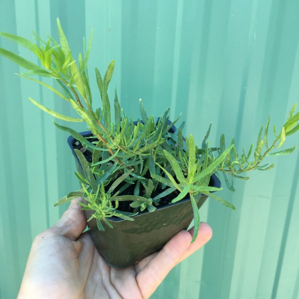 French Tarragon