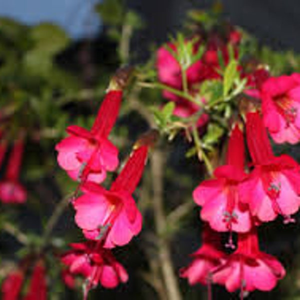 Cantua buxifolia 'Hot Pants'