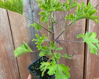 Scented Geranium 'Red Flowered Rose'