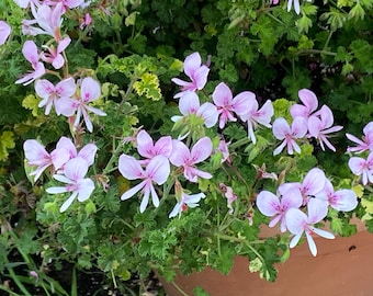 Scented Geranium 'Peach’