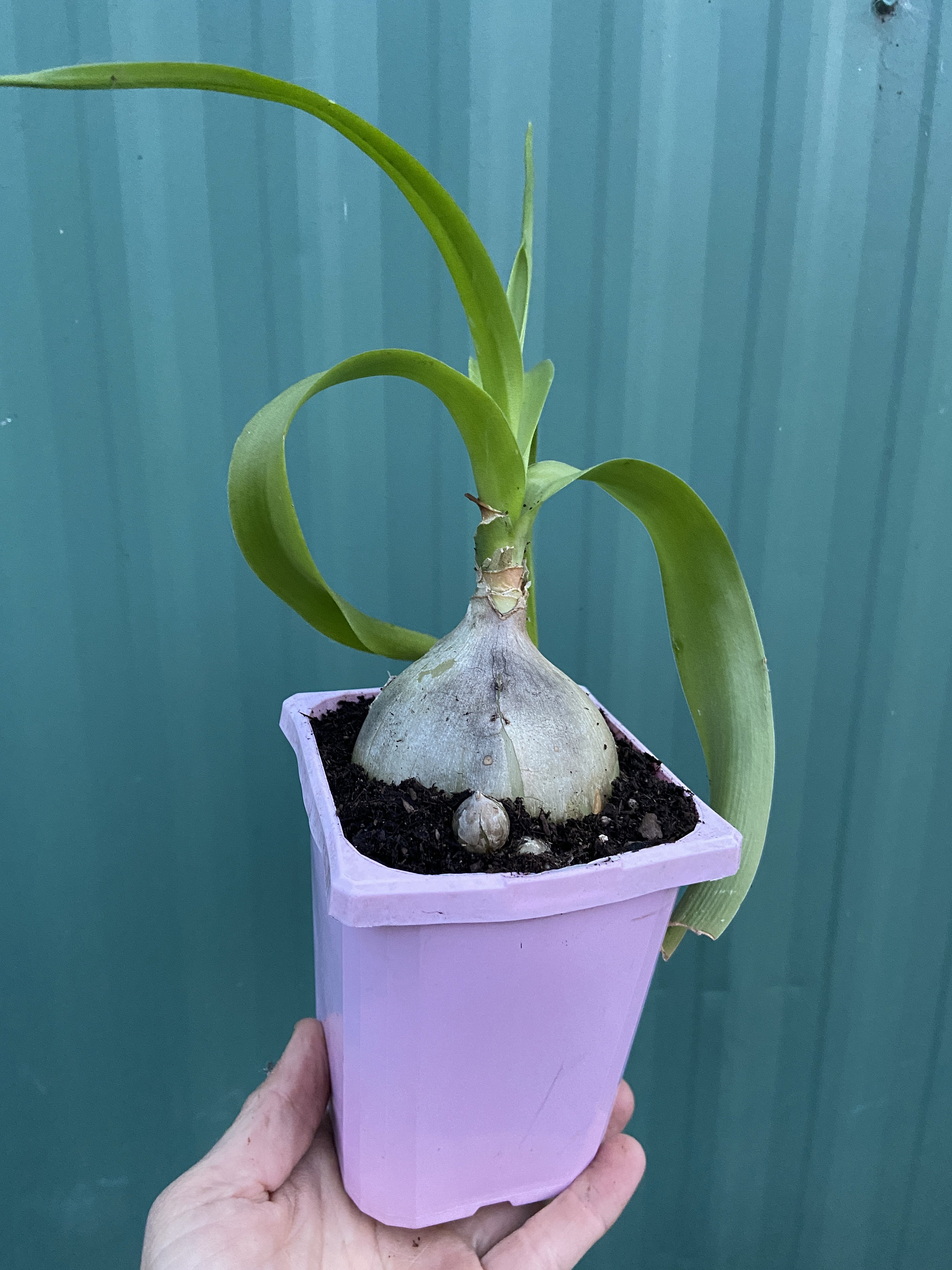 Sea Onion, Pregnant Onion - Albuca bracteata