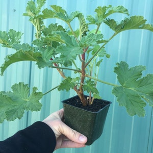 Scented Geranium 'Sweet Mimosa'